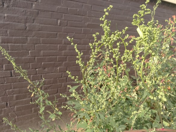 Melganzevoet Chenopodium album klein