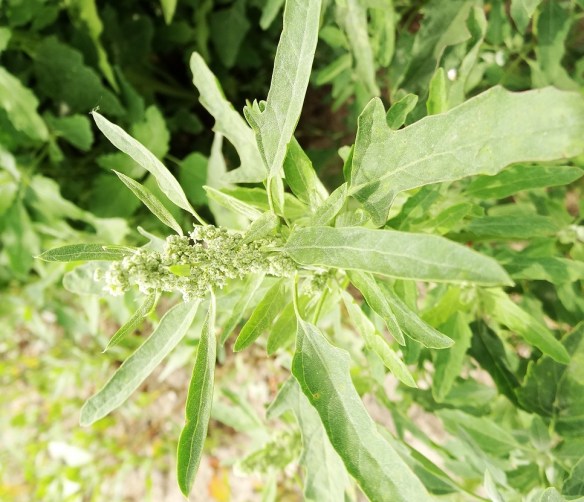 Melganzevoet Chenopodium album kleintfygvhbj (1)