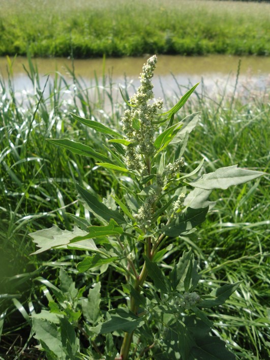 melganzevoet Chenopodium album