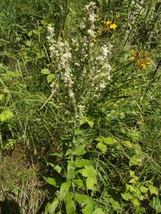 Melige toorts Verbascum lychnitis (4)