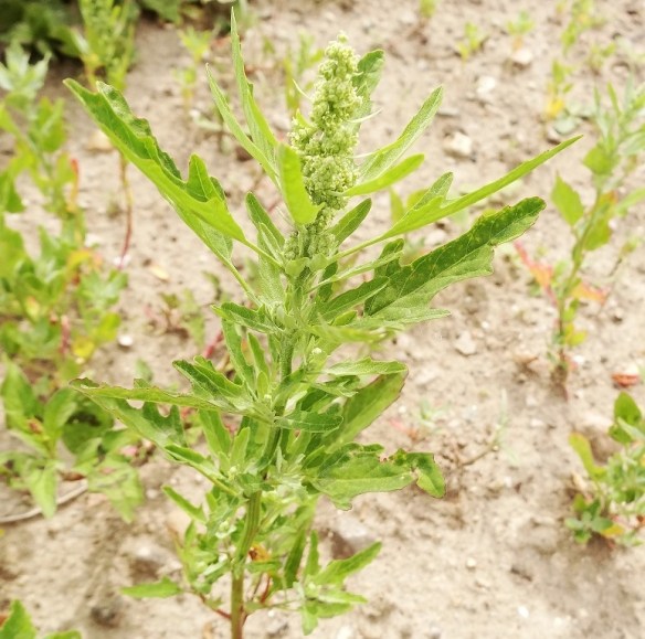 Stippelganzevoet Chenopodium ficifolium)