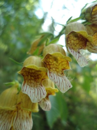 roestig vingerhoedskruid  Digitalis ferruginea