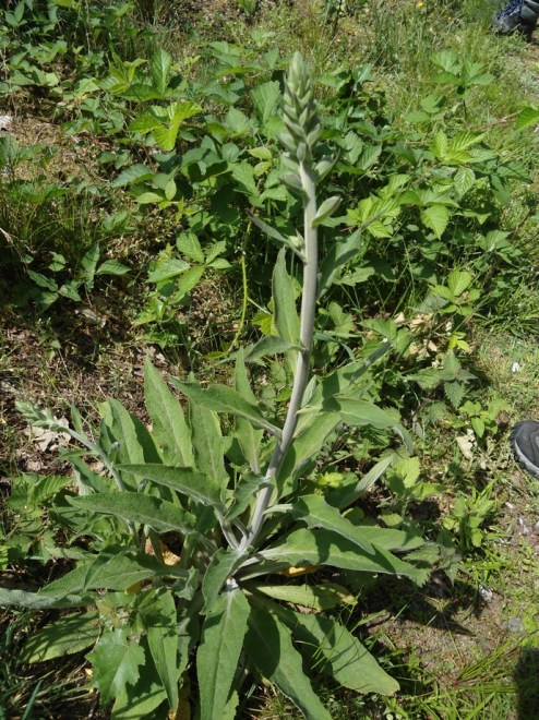vingerhoedskruid Digitalis purpurea