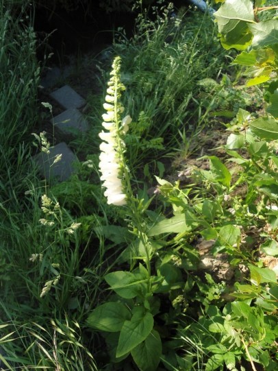 Wit Vingerhoedskruid Digitalis purpurea subsp album 