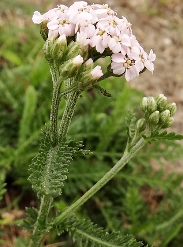 duizendblad