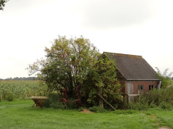 Gewone vlier Sambucus nigra