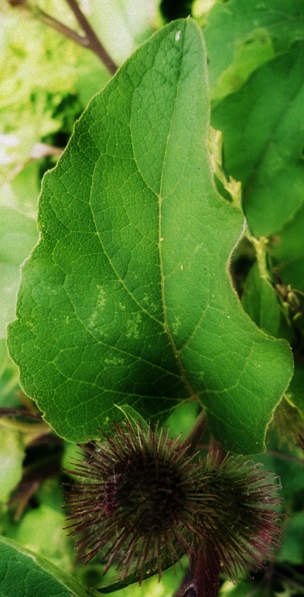 Grote klit Arctium lappa