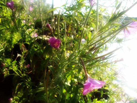 Harig wilgenroosje Epilobium hirsutum