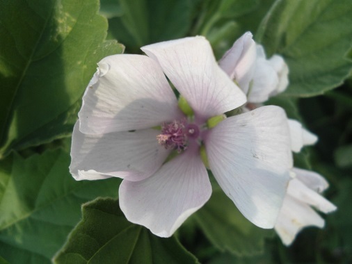 Heemst Althaea officinalis bloem(4)