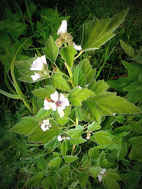 heemst (Althaea officinalis) Common Marsh Mallow