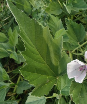 heemst (Althaea officinalis) Common Marsh Mallow leaf blad