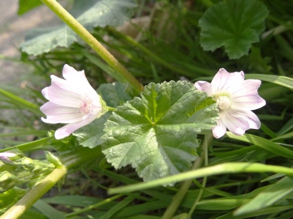 Klein kaasjeskruid Malva neglecta