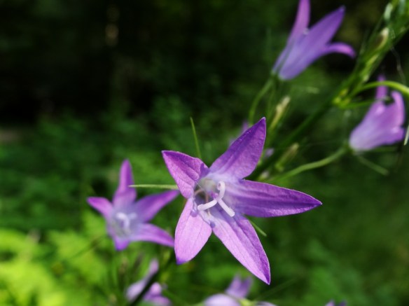 Rampion bellflower Rapunzelklokje Campanula rapunculus 