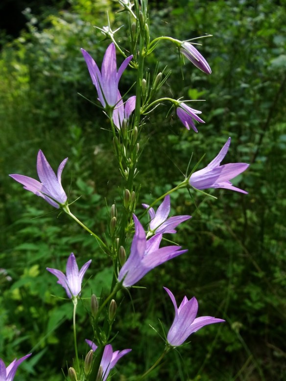 Rapunzelklokje Campanula rapunculus 