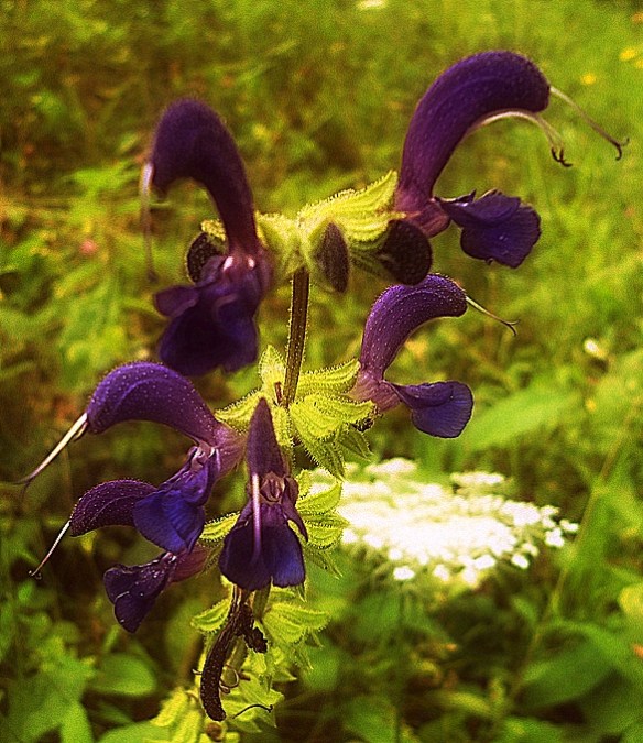 Veldsalie Salvia pratensis