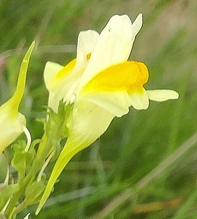 bloem vlasbekje