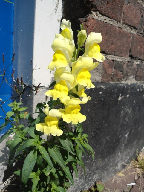 Grote leeuwenbek Antirrhinum majus (2)
