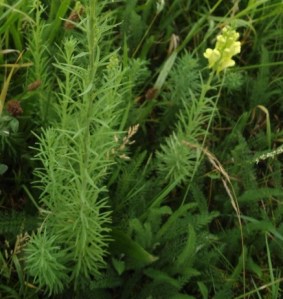 Vlasbekje Linaria vulgaris 0