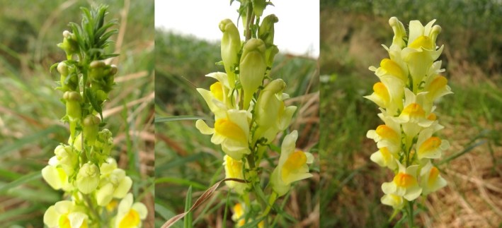 Vlasbekje Linaria vulgaris 2
