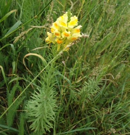 Vlasbekje Linaria vulgaris 3