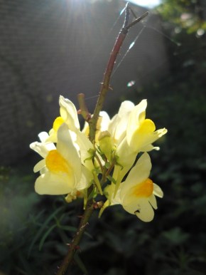 Vlasbekje Linaria vulgaris