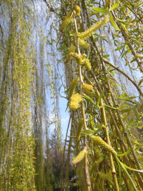 Gele treurwilg (Salix chrycosoma x sepulcralis)
