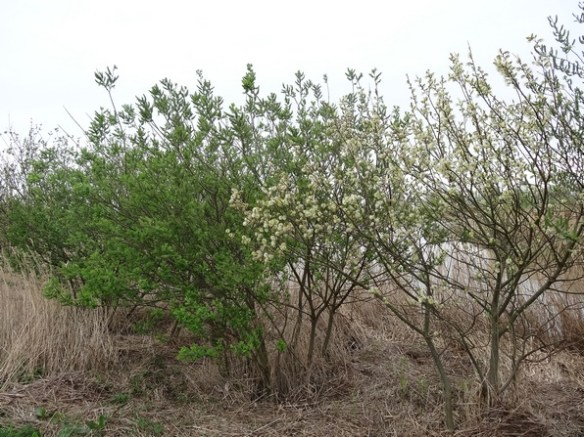 Grauwe wilg (Salix cinerea) 20140410