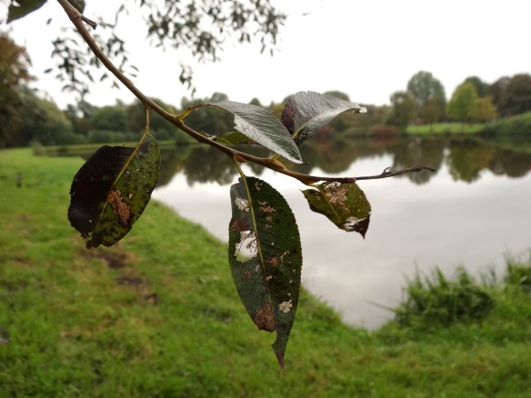 Takje van Laurierwilg (Salix pentandra) 20141010