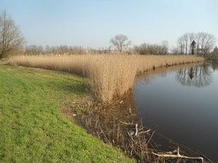 Riet Phragmites australis (1)