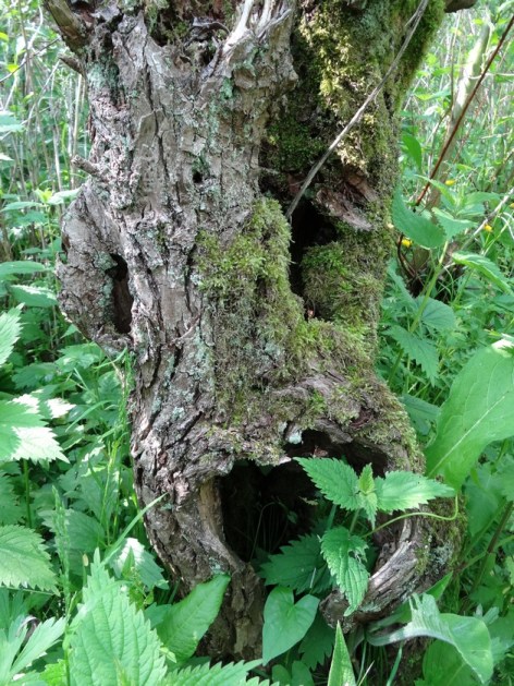 Schietwilg Salix alba 20130530 (2)
