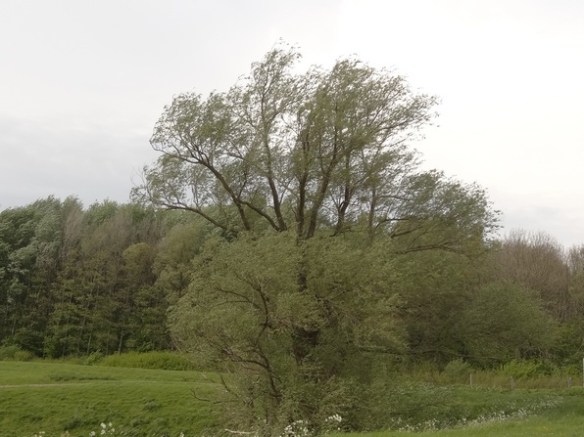 Schietwilg Salix alba 20140417