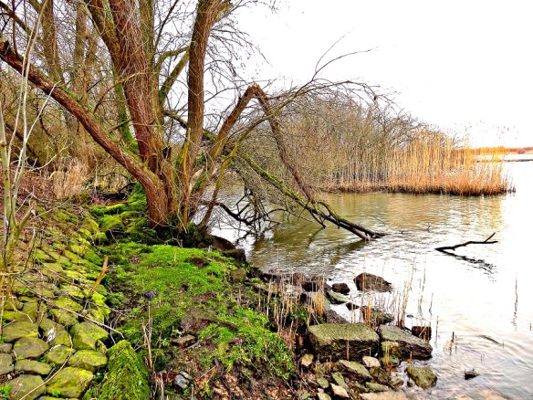 Schietwilg Salix alba