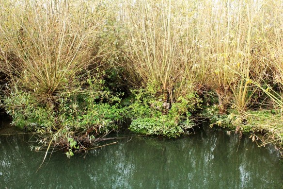 wilgen onder water november