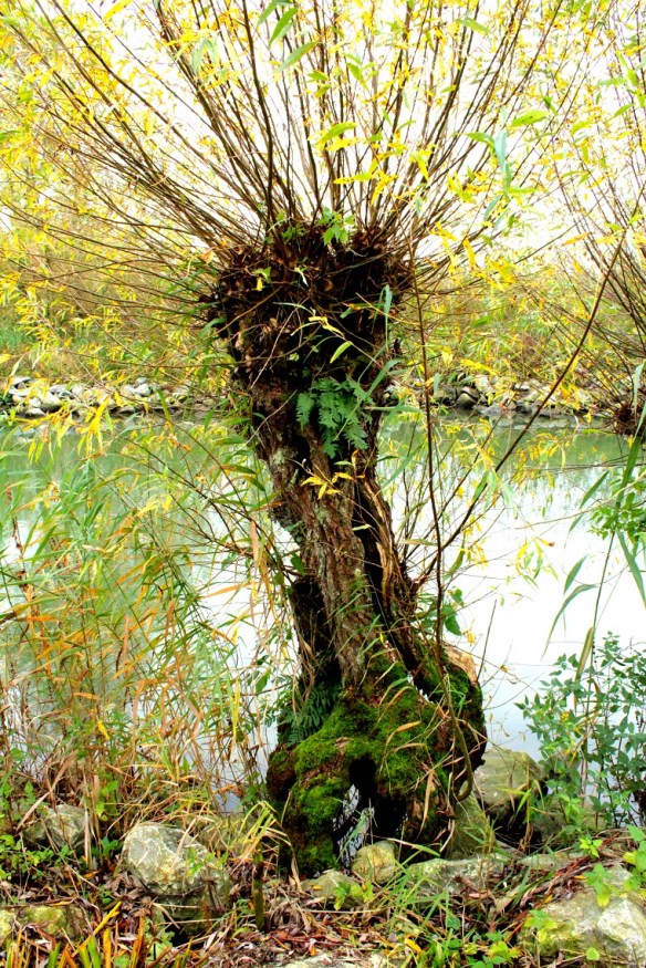 wilgenwandeling kleinknotw(7)