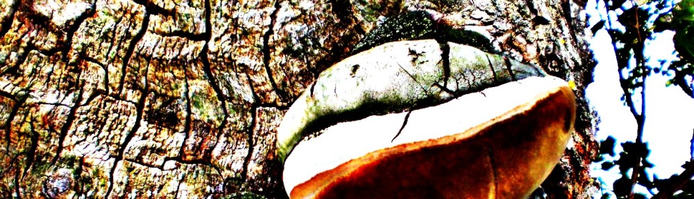 Echte vuurzwam Phellinus igniarius