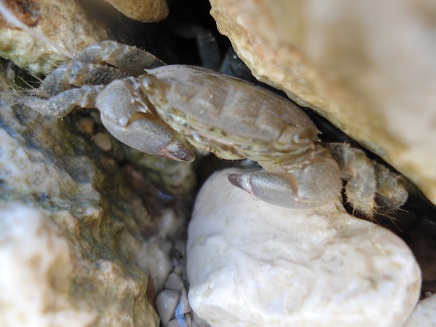 krab klein