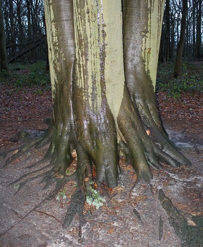 beuk Fagus sylvatica Beech winter stam wortels 2015