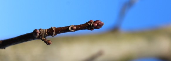 noorse esdoorn 1