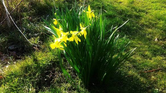 Narcis 20160310 - kopie