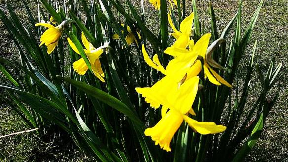 Narcis - kopie