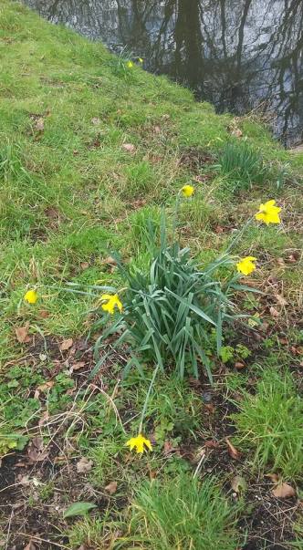 Trompetnarcis  Narcissus pseudonarcissus subsp. major 20160305