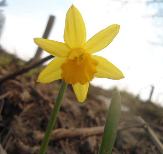Wilde narcis Narcissus pseudonarcissus klein  (2)