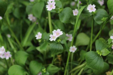roze winterpostelein Claytonia sibirica 20160515 A(1)