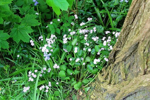 roze winterpostelein Claytonia sibirica 20160515 C klein(1)