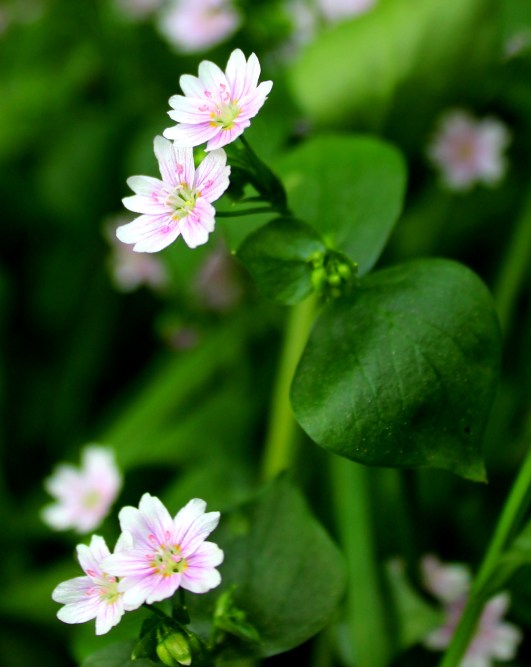 roze winterpostelein Claytonia sibirica B 20160515 (4)