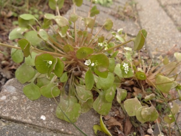 Witte winterpostelein Claytonia perfoliata klein 20140308 (9)