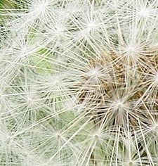 dandelion