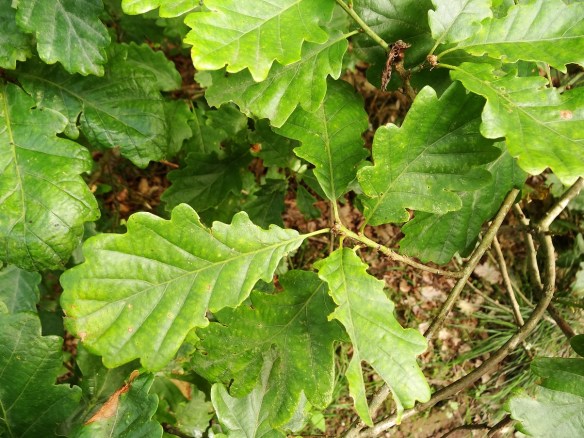 Wintereik Quercus petraea 201307 klein(1)