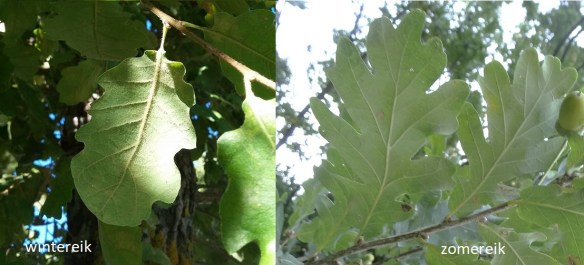 Wintereik Quercus petraea en zomereik blad 201708B