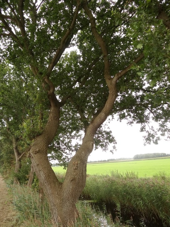 Zomereik Quercus robur klein 20140917